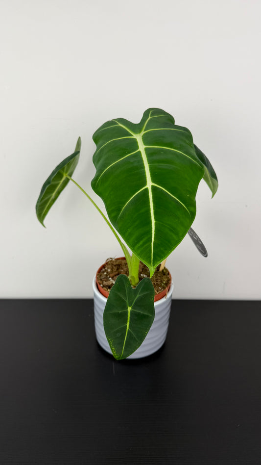 Alocasia Frydek