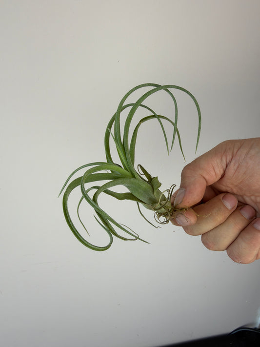 Tillandsia Air plant 11