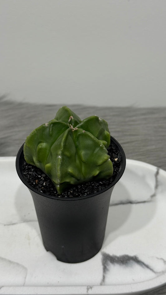 Cactus 1
