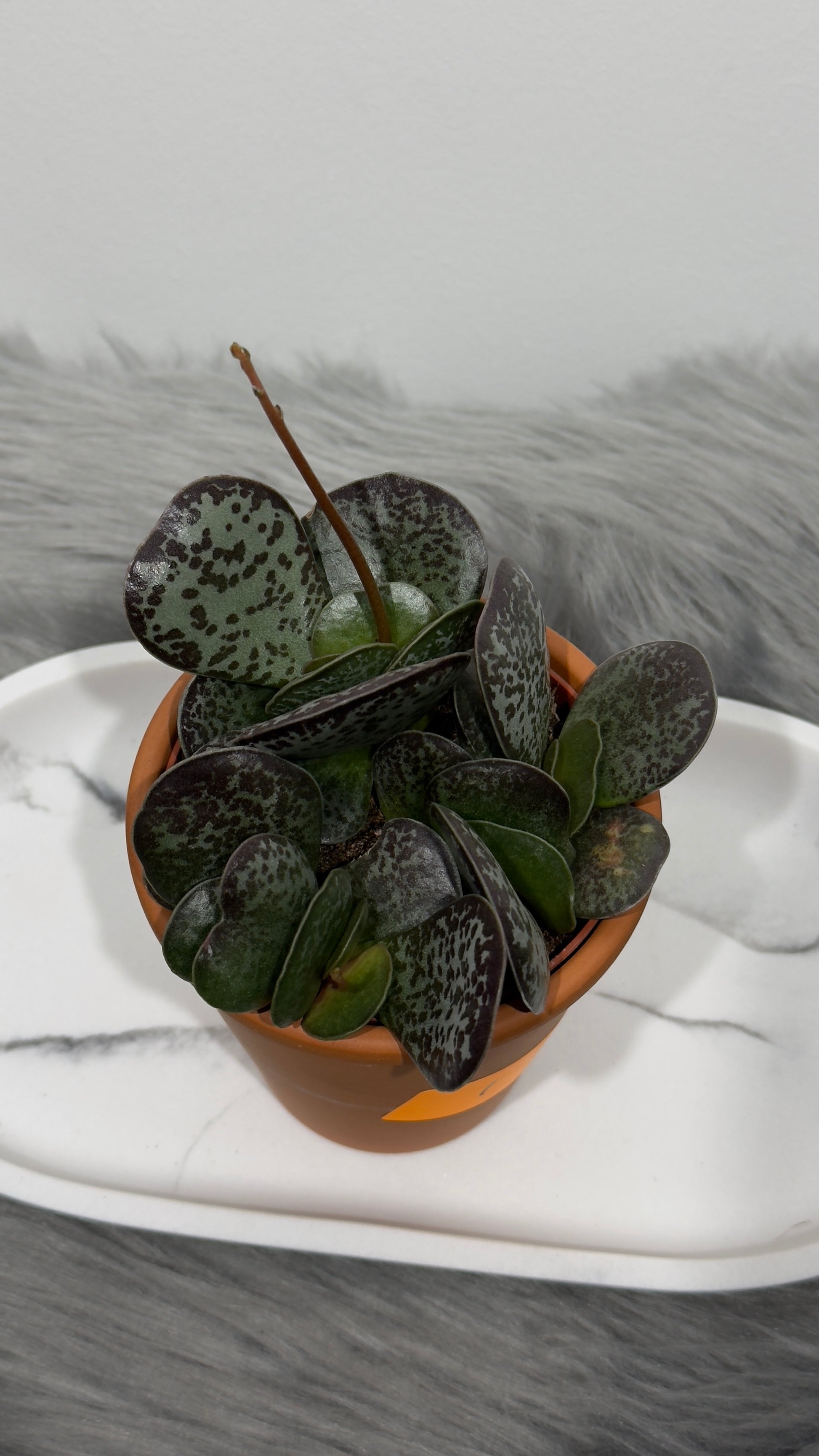 Adromischus 1 - www.augi-plants.lv