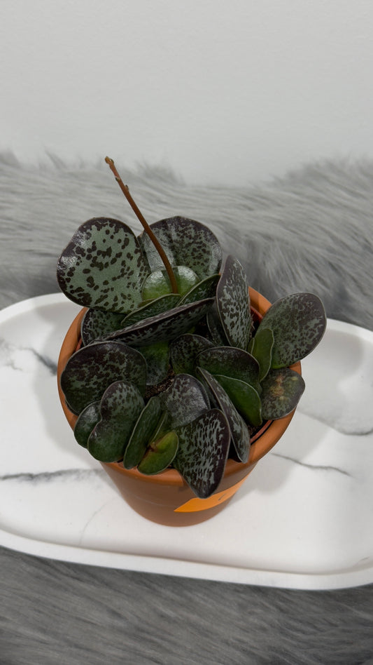 Adromischus 1 - www.augi-plants.lv