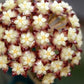 Hoya clemensiorum sumatra