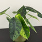 Alocasia Dragon Scale Mint