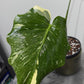 Monstera Thai Constellation 5 - www.augi-plants.lv