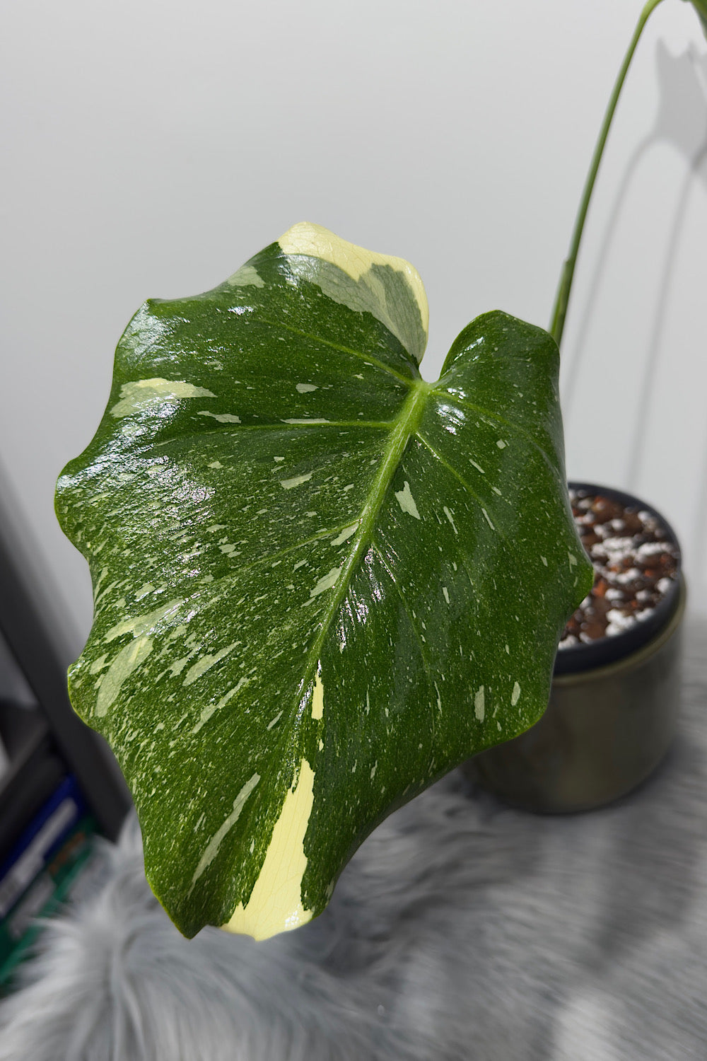 Monstera Thai Constellation 5 - www.augi-plants.lv