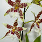 Orhideja Cambria 3 SMARŽO! - www.augi-plants.lv
