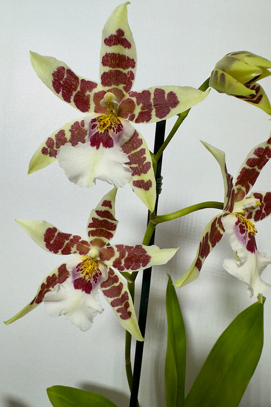 Orhideja Cambria 3 SMARŽO! - www.augi-plants.lv