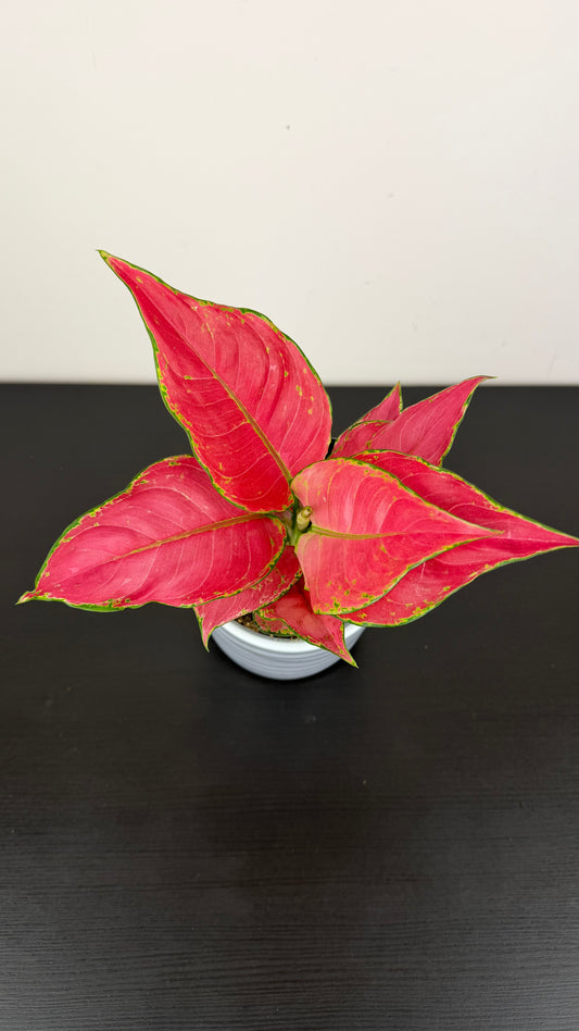 Aglaonema 2