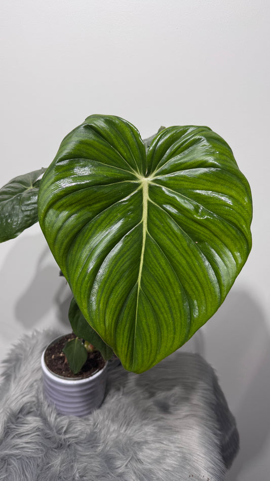 Philodendron McDowell