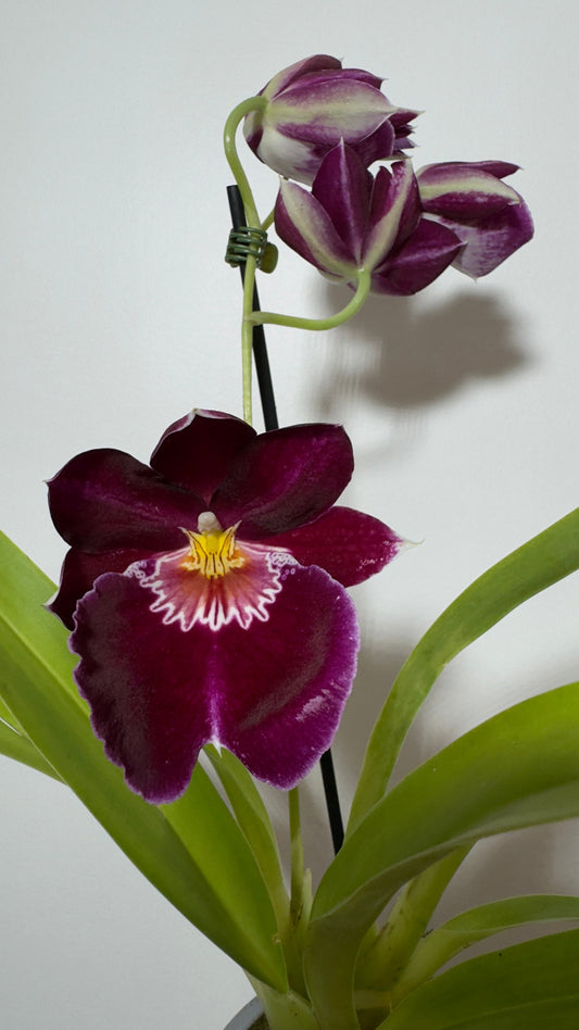 Orhideja Miltoniopsis 2 - www.augi-plants.lv