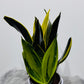 Sansevieria 7