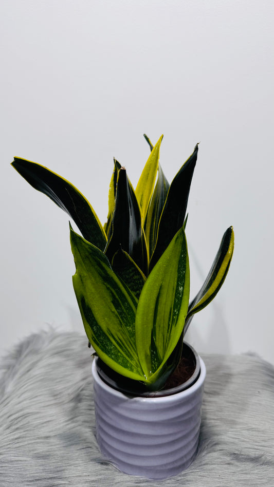 Sansevieria 7
