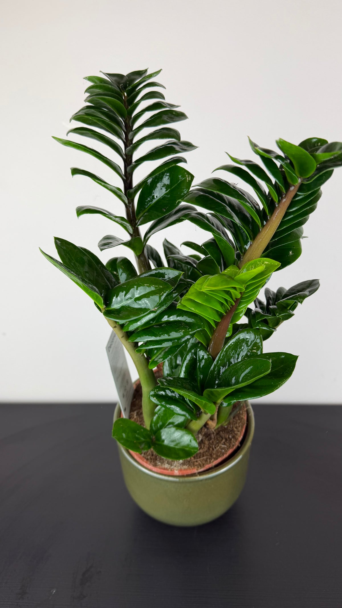 Zamioculcas Zenzi