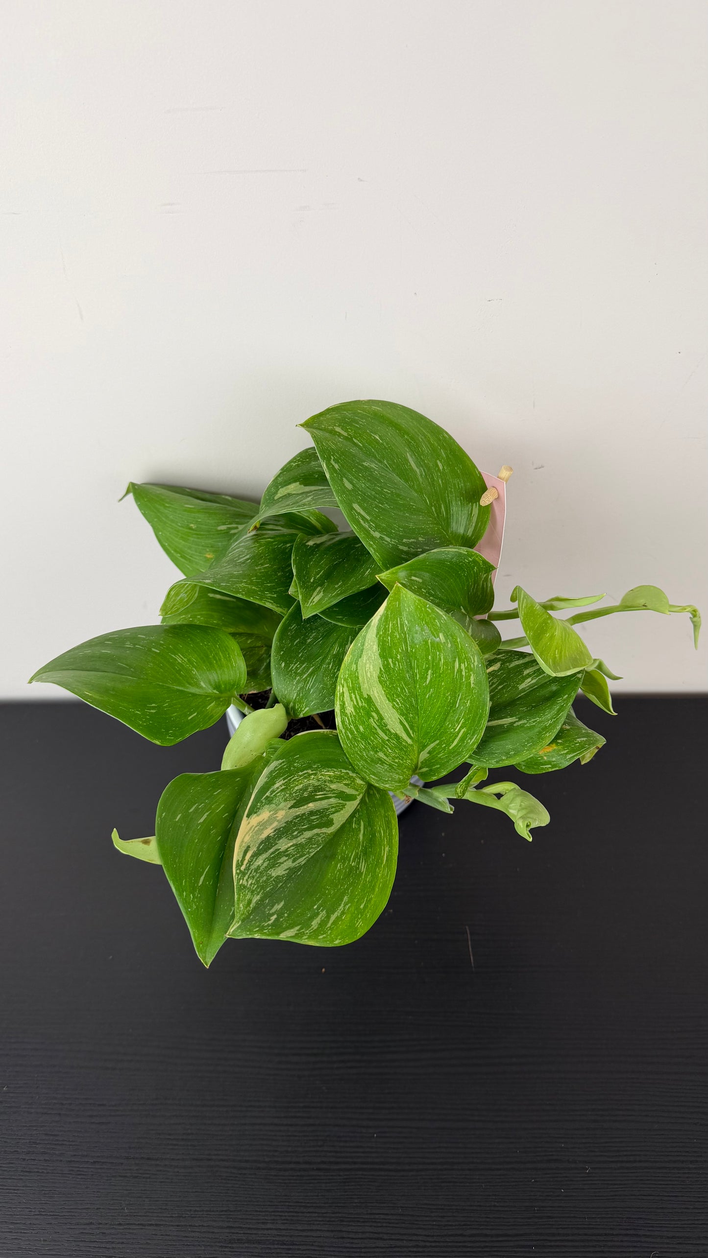 Scindapsus Rubicon