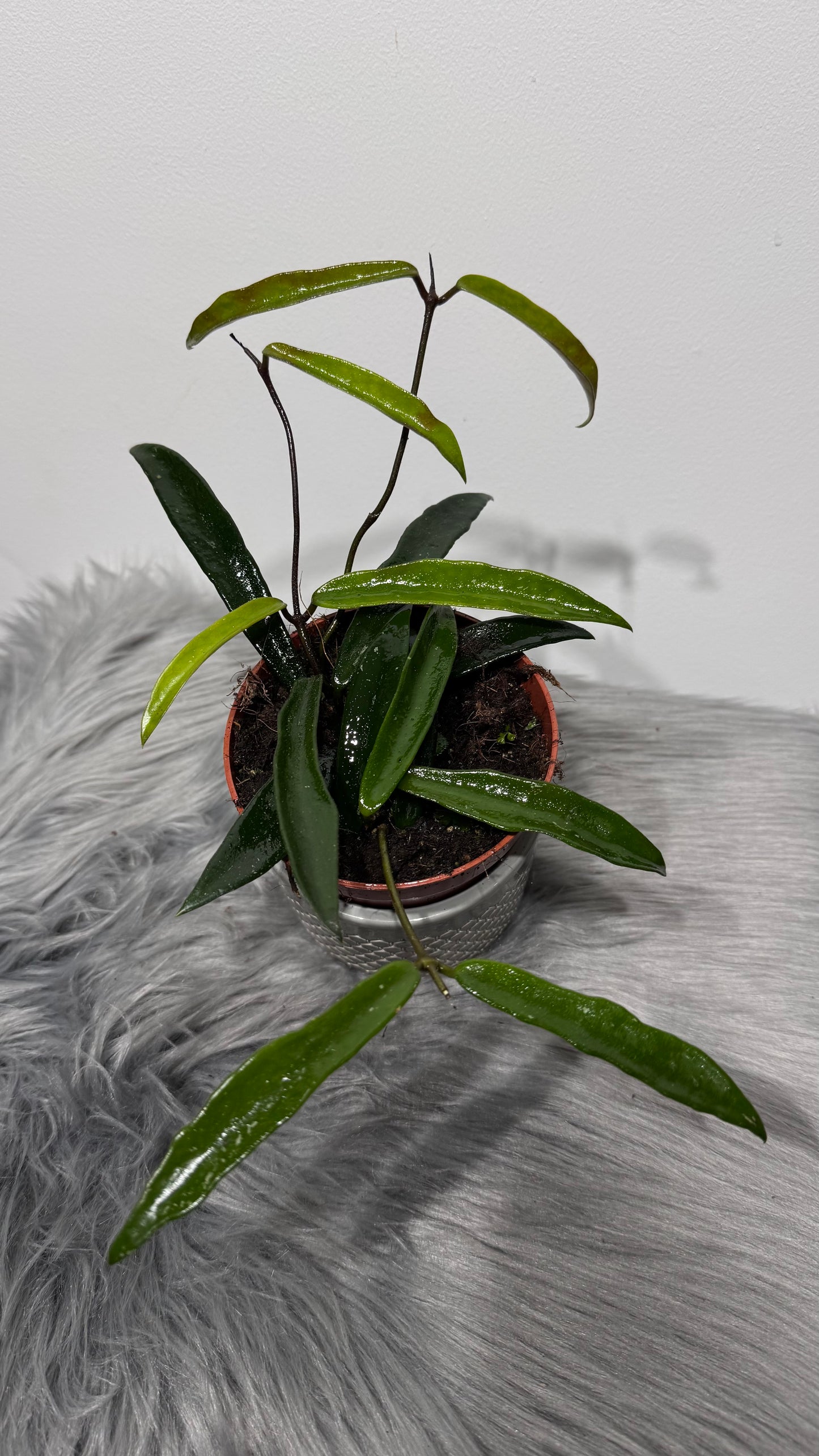 Hoya Minibelle