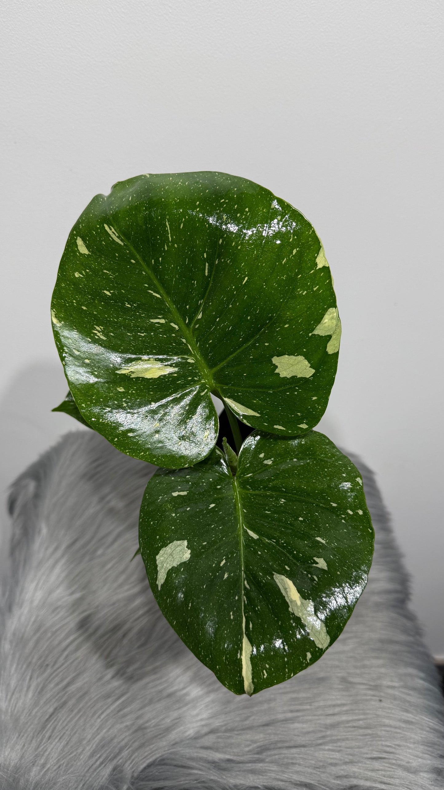 Monstera Thai Constellation