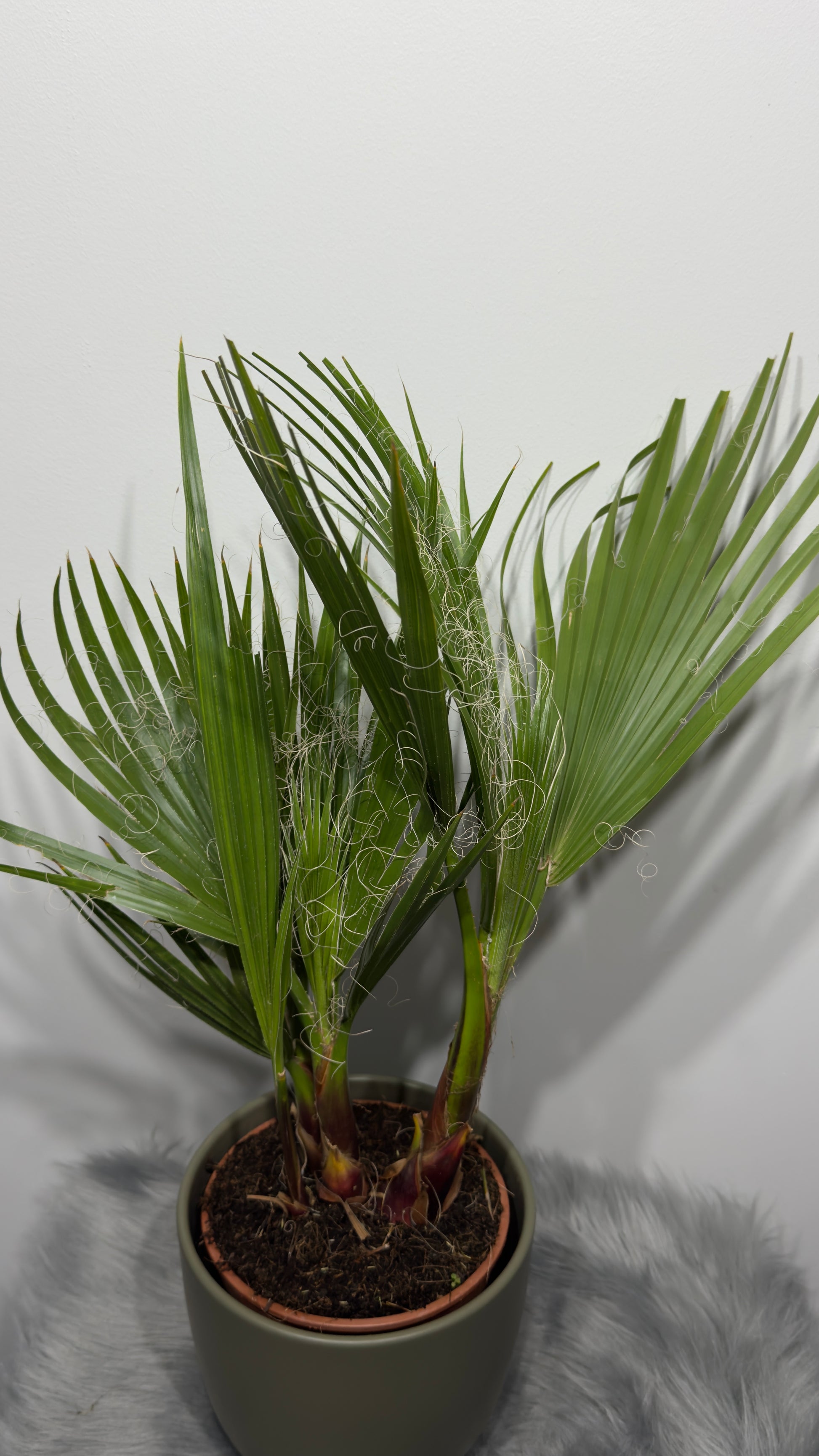 Washingtonia Filifera - www.augi-plants.lv