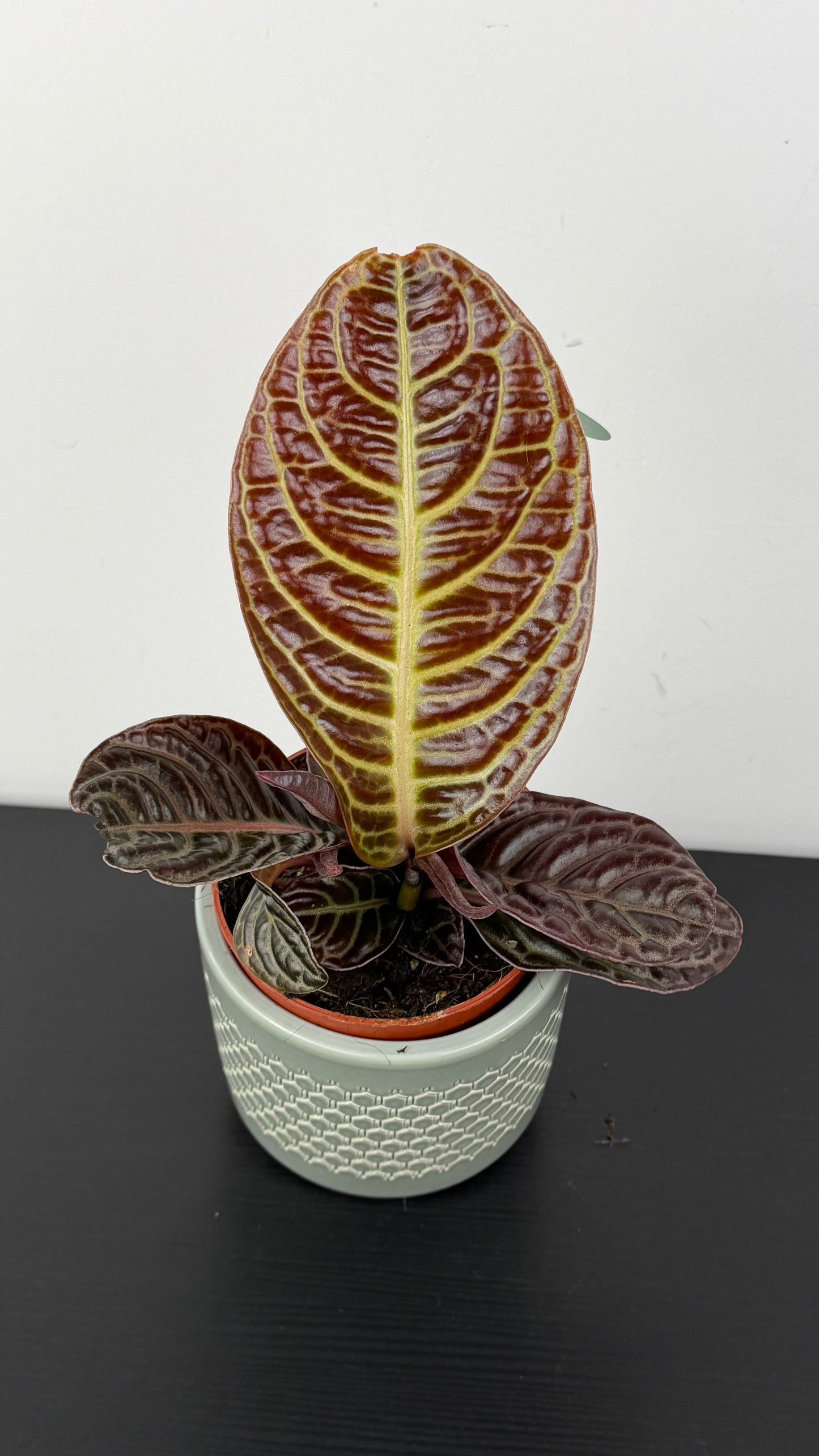 Labisia Zebra