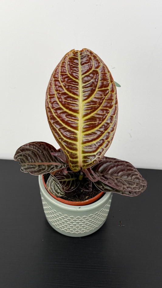 Labisia Zebra