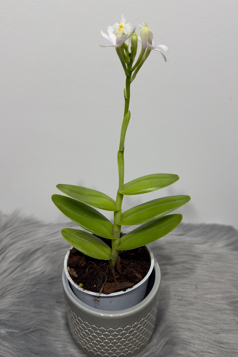 Orhideja Epidendrum 5 - www.augi-plants.lv
