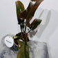 Philodendron 3