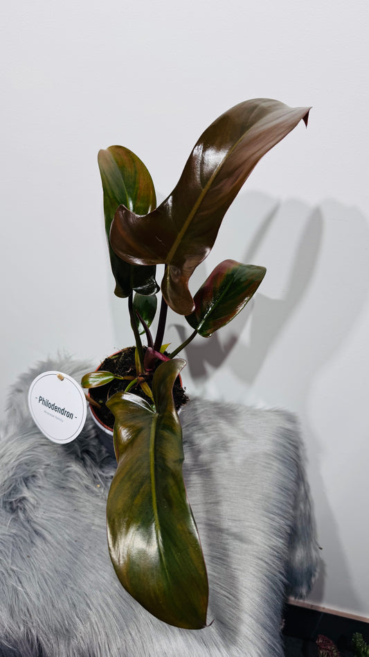 Philodendron 3