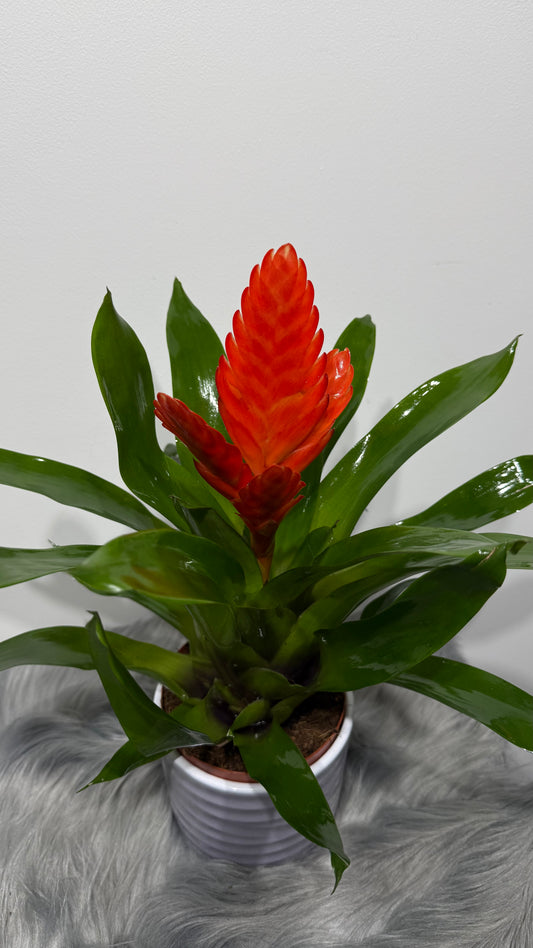 Vriesea Orange
