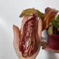 Mušķērājs Nepenthes 'Gaya' - www.augi-plants.lv