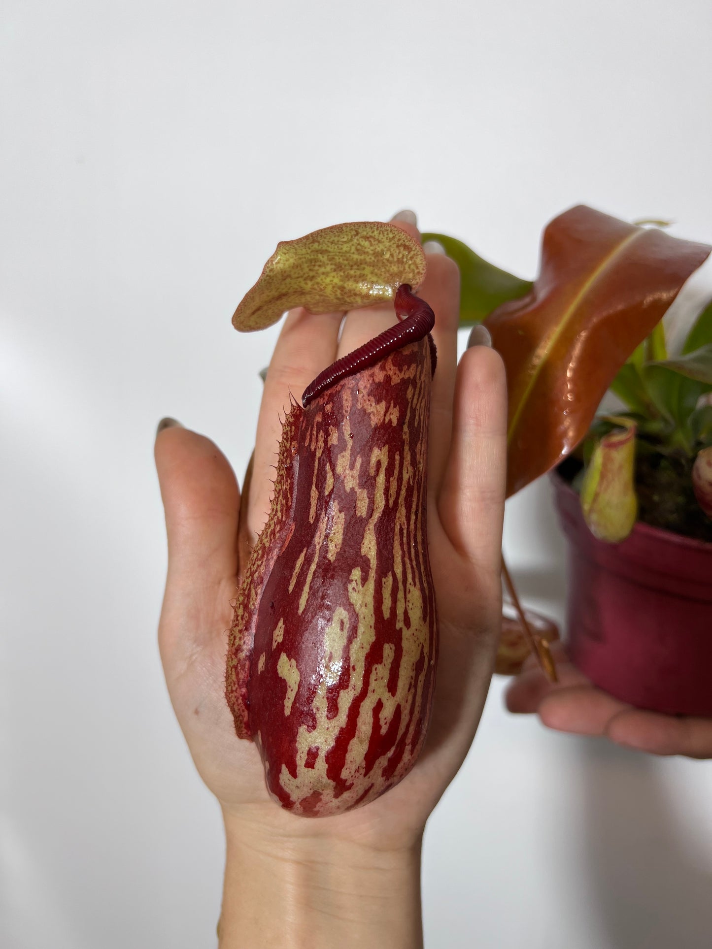 Mušķērājs Nepenthes 'Gaya' - www.augi-plants.lv
