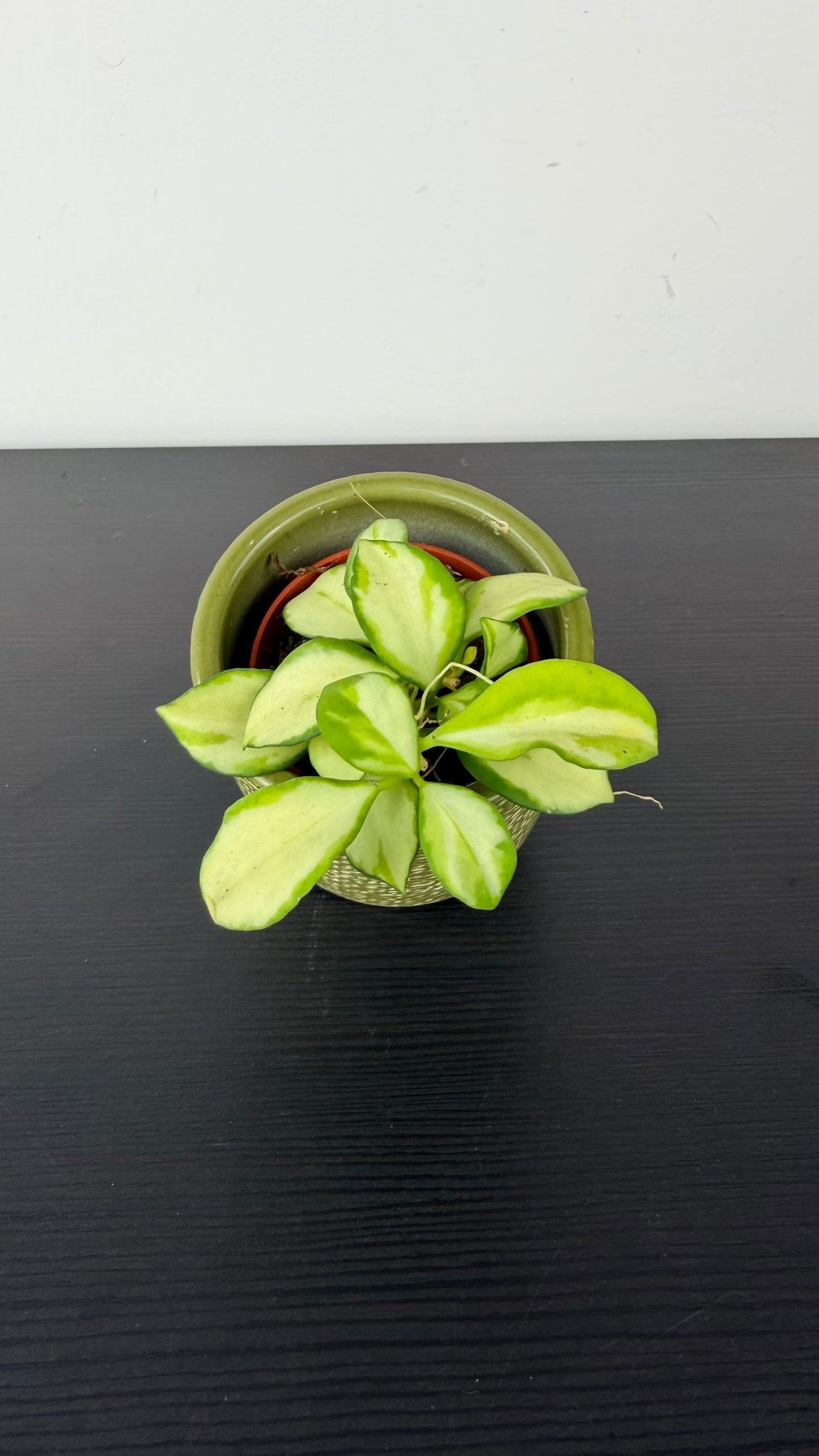 Hoya Mix