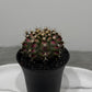 Gymnocalycium T-Rex Hybrid