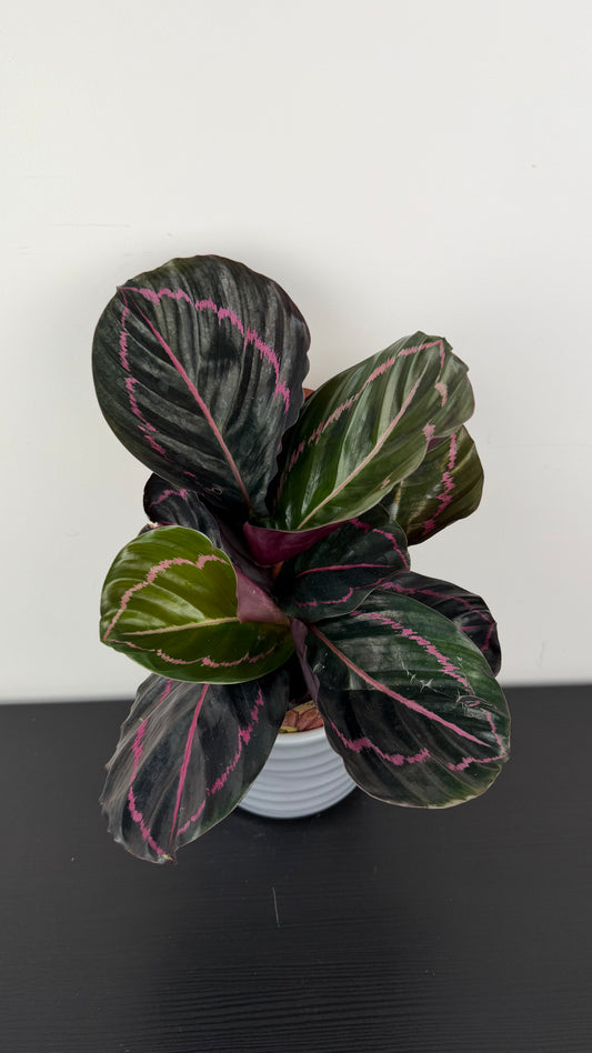 Calathea Roseopicta Dottie