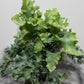 Phlebodium Aureum Davana