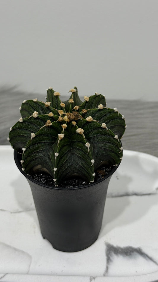 Cactus 3