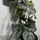 Philodendron Brandtianum - www.augi-plants.lv