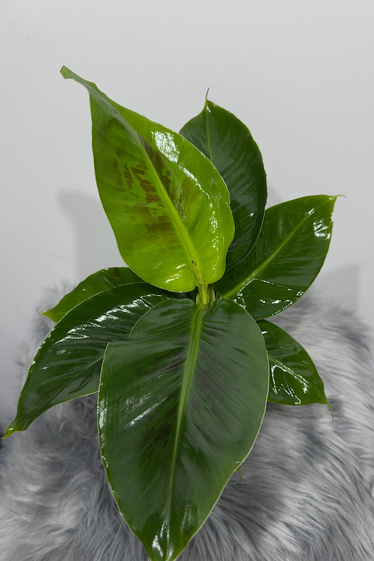 Musa Tropicana oriental dwarf Banāns - www.augi-plants.lv