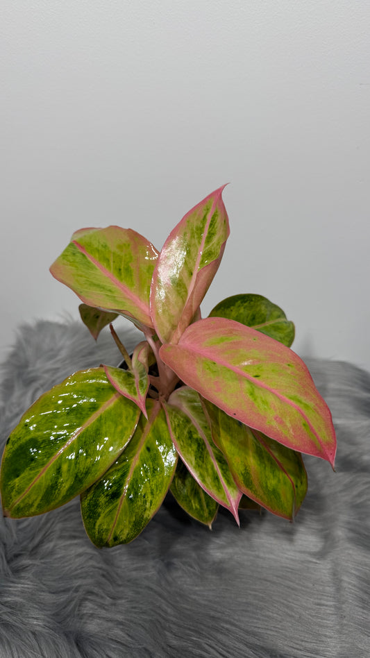 Aglaonema 12