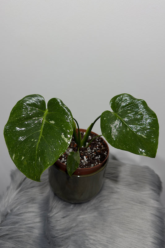 Monstera Thai Constellation 1 - www.augi-plants.lv