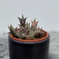 Stapelia 1