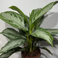 Aglaonema Silver Bay - www.augi-plants.lv