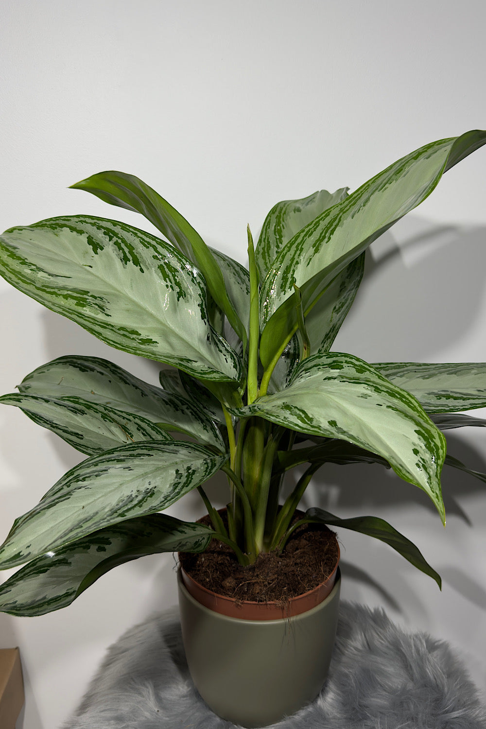 Aglaonema Silver Bay - www.augi-plants.lv