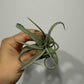 Tillandsia Air plant 3