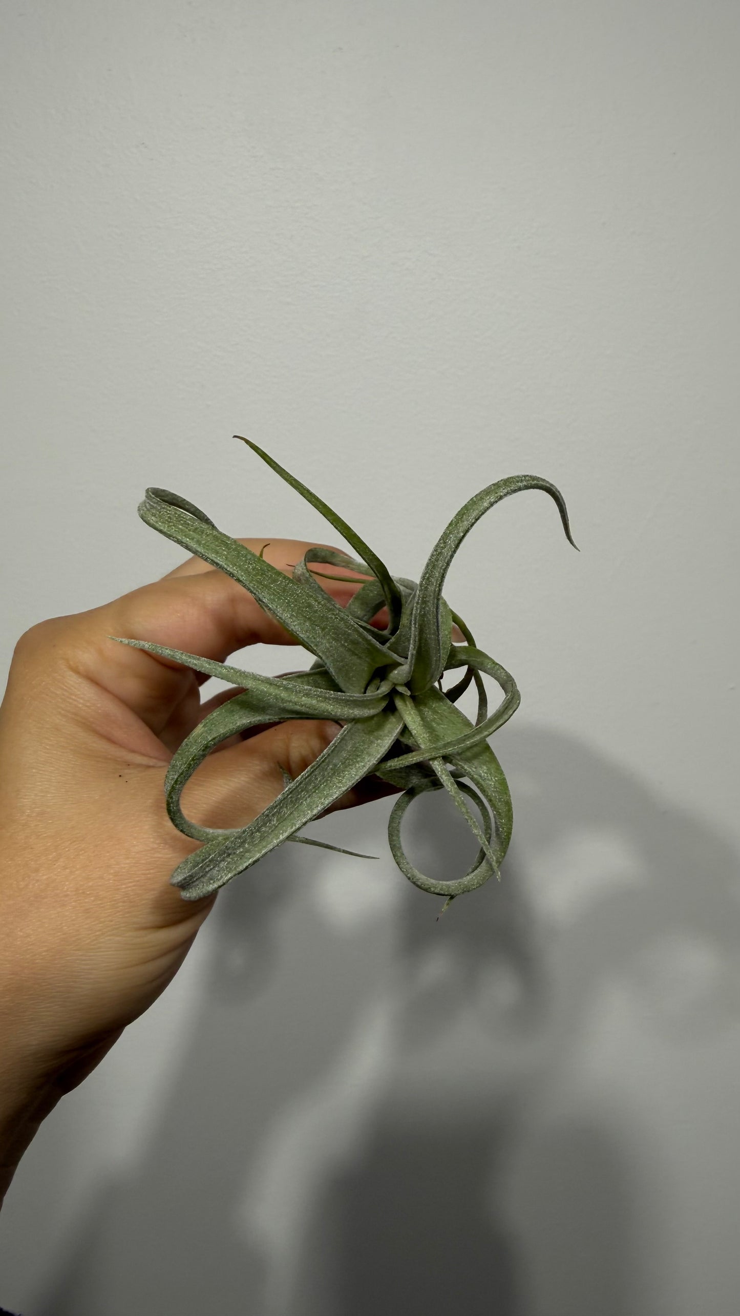 Tillandsia Air plant 3