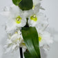 Orhideja Dendrobium Nobile white