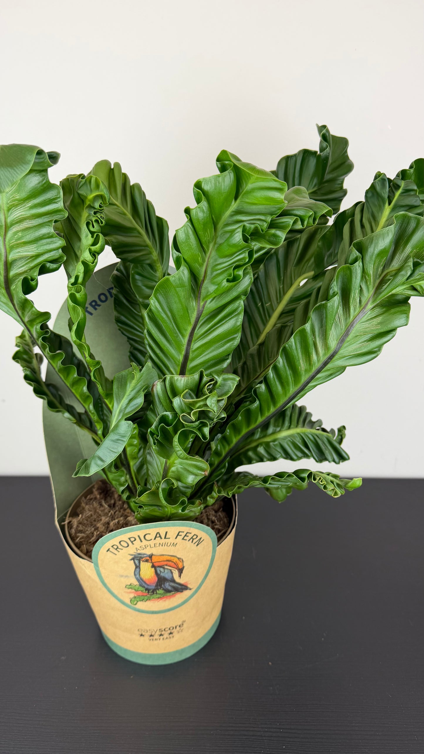 Asplenium Nidus Cobra