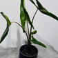 Alocasia Zebrina