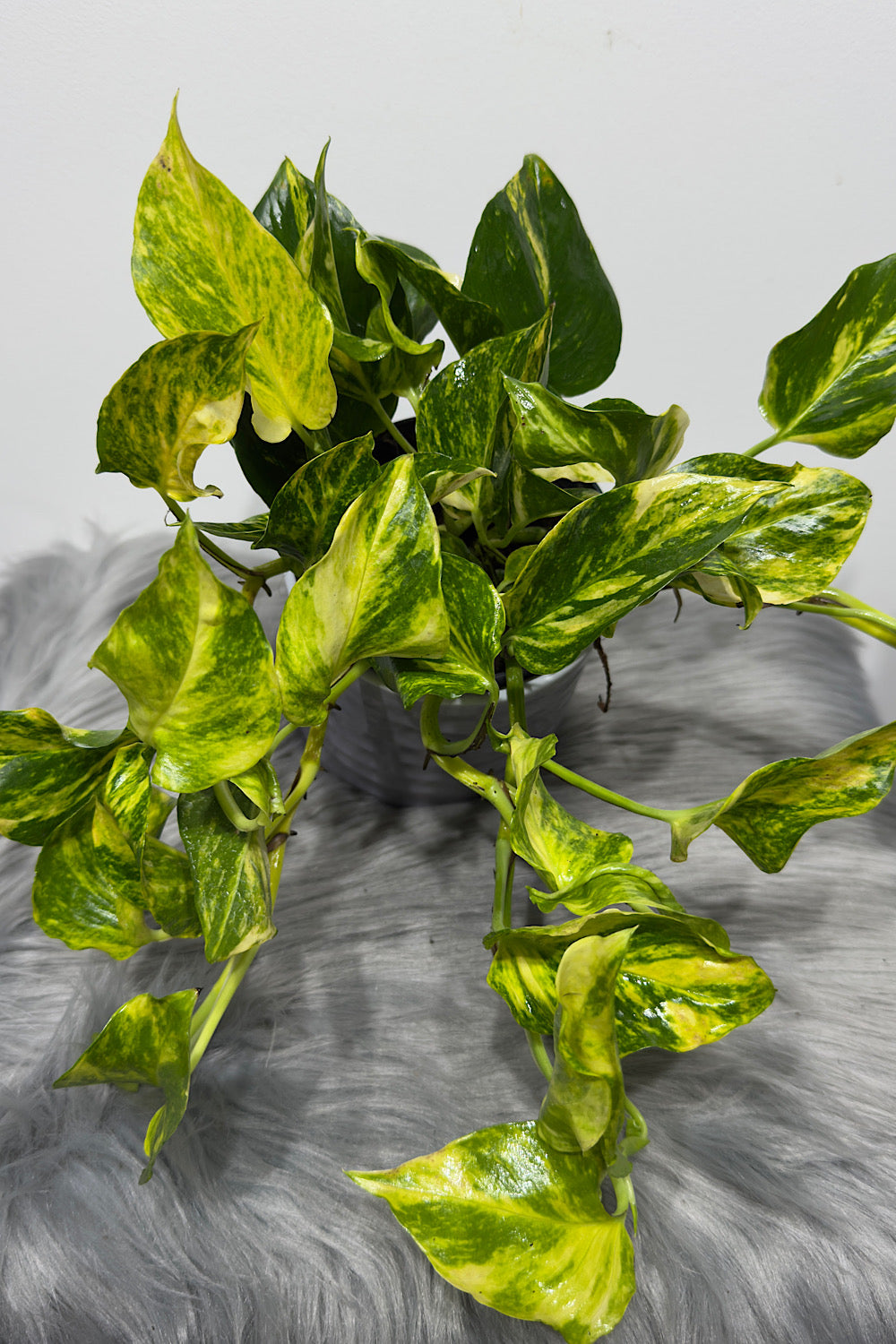 Epipremnum N’Joy Gold