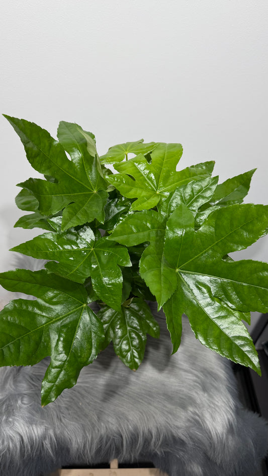 Fatsia japonica