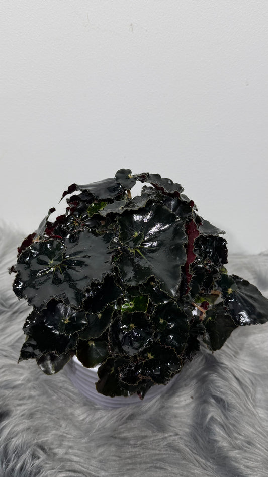 Begonia Dark Mamba