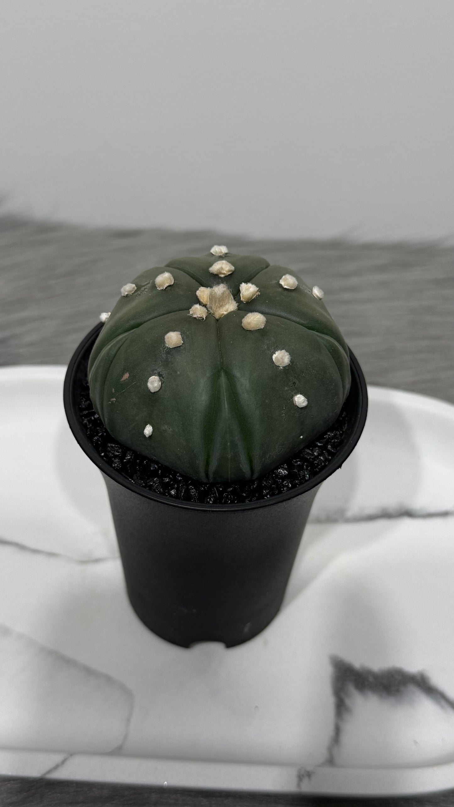 Astrophytum Asterias